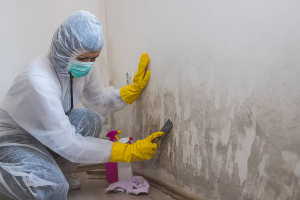 Best Mold Odor Removal Services  in Burlingame, CA